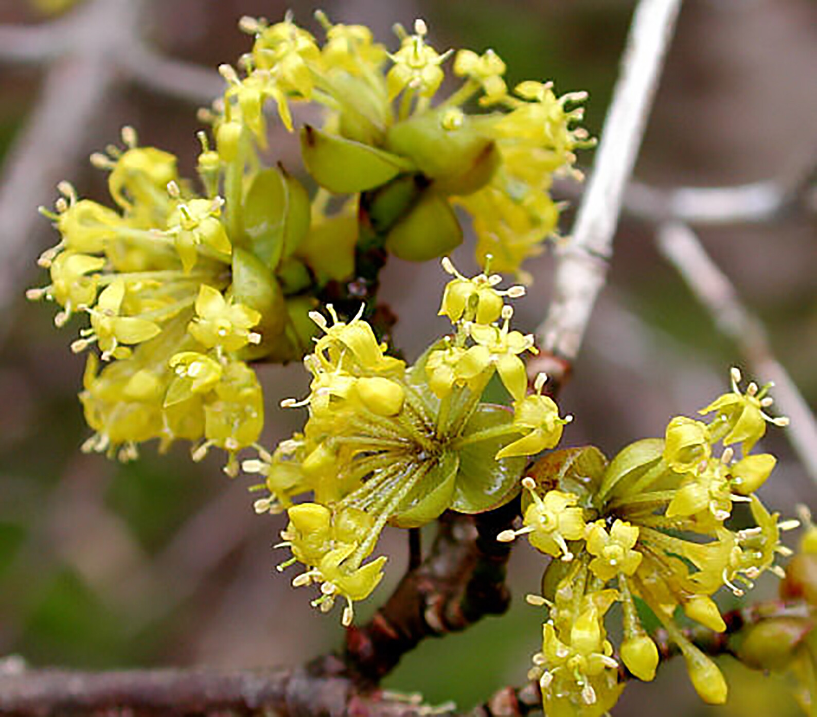 Cornelian Cherry Dogwood, Cornus mas, Tree Seeds