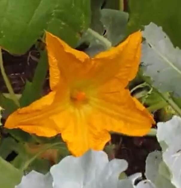 Green Striped Pumpkin (pepita) Heirloom Seeds Very Rare 10 Non GMO Seeds