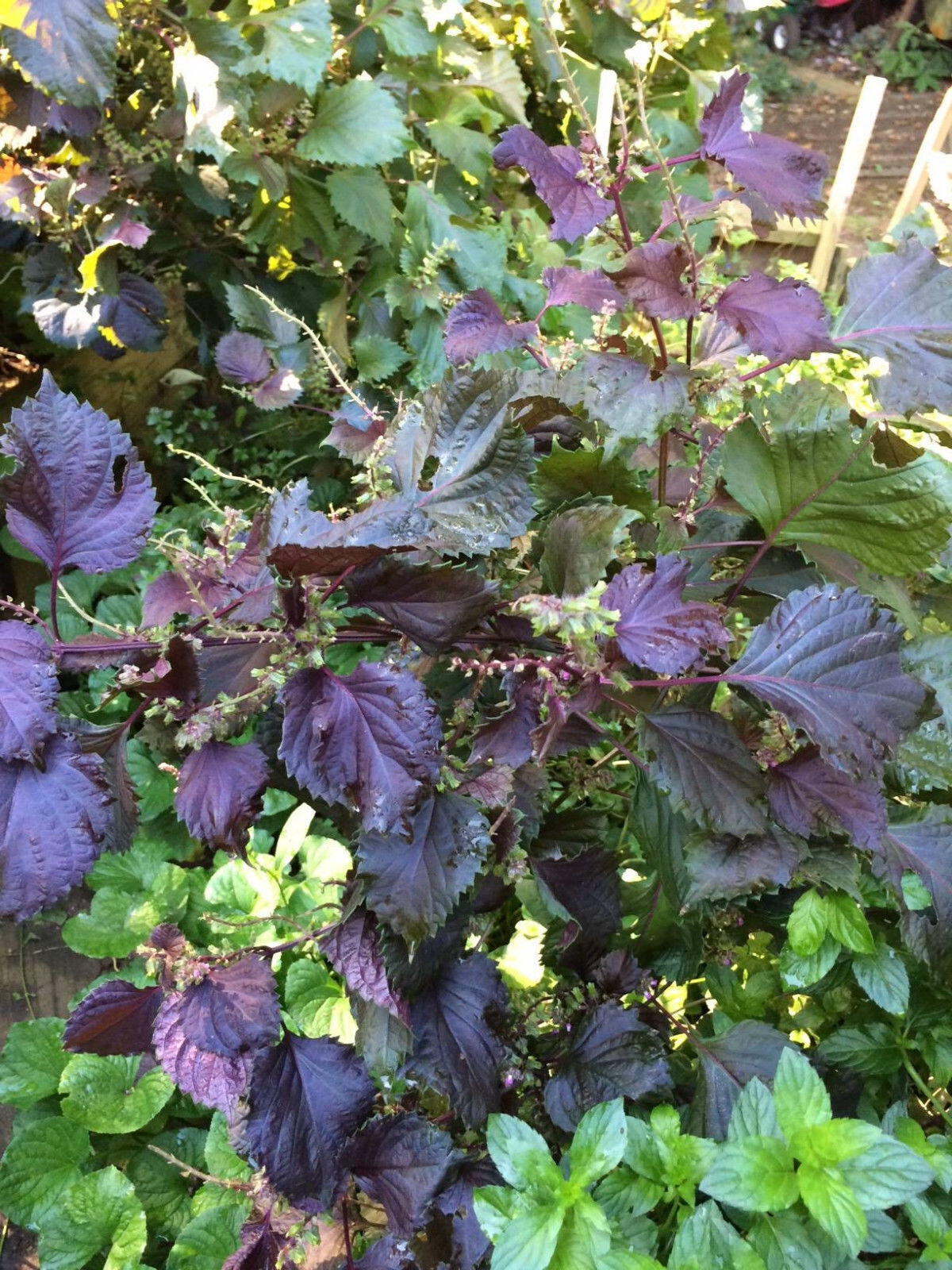 Purple Mint Perilla Plant (Beefsteak)Great Mint Over 500+ Seeds USA Home Grown