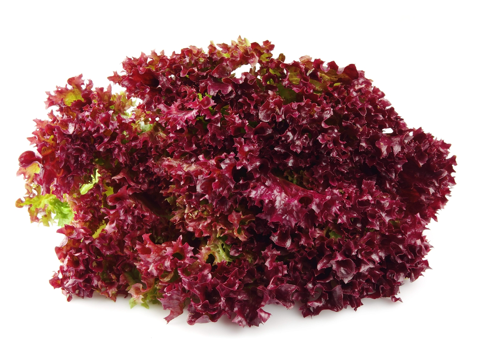 3000 Leaf Lettuce RED SALAD BOWL Lactuca Sativa Vegetable Seeds
