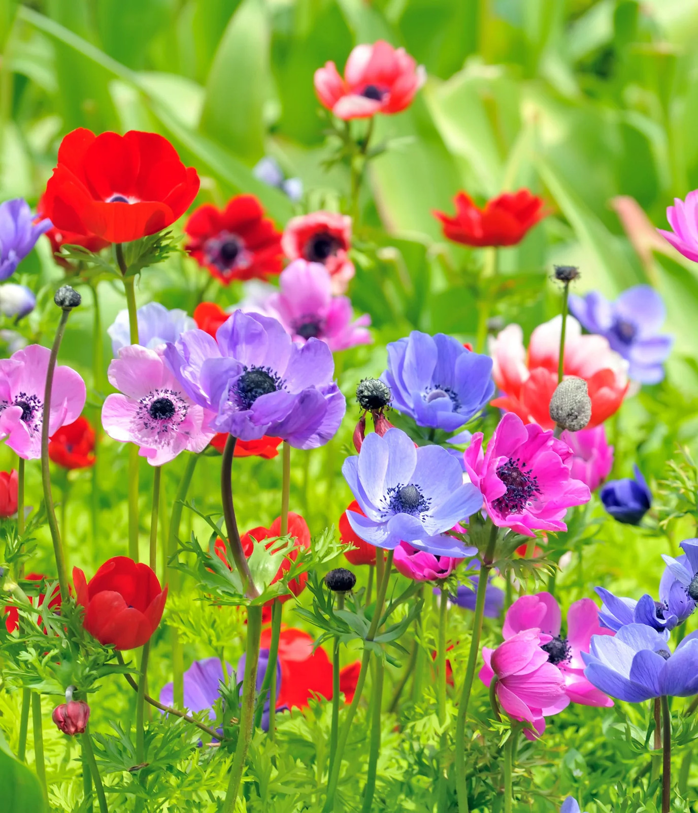 Mixed Anemone De Caen – 75 bulbs