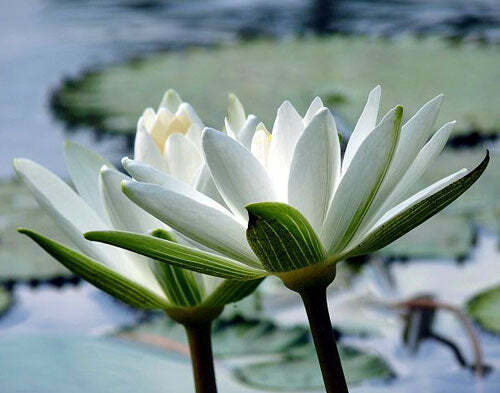 Nymphaea pubescens Willd | White Flower | Hairy Water Lily | 25 Seeds