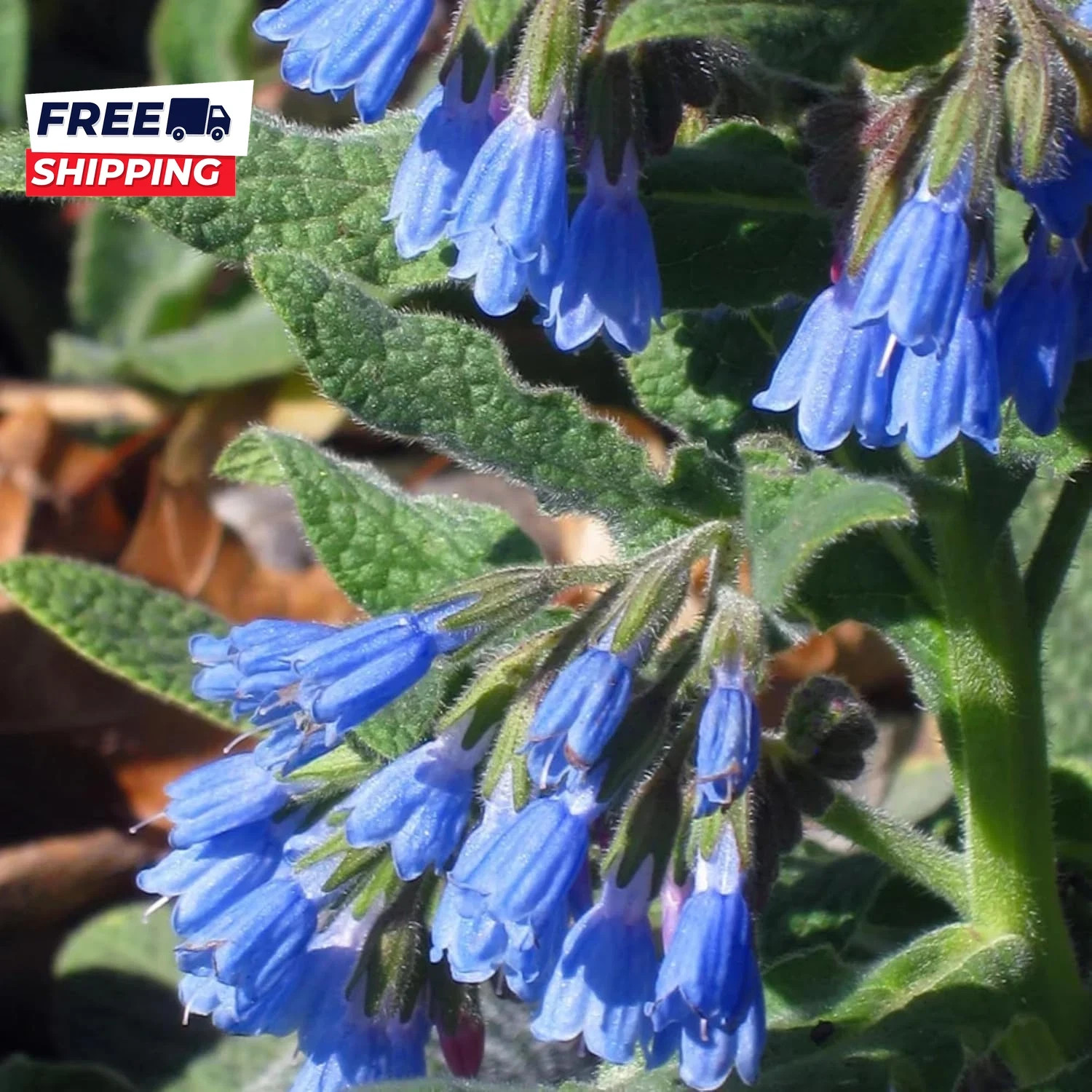 80 Symphytum Officinale Comfrey Seeds Non-Gmo Heirloom Fresh Garden Seeds