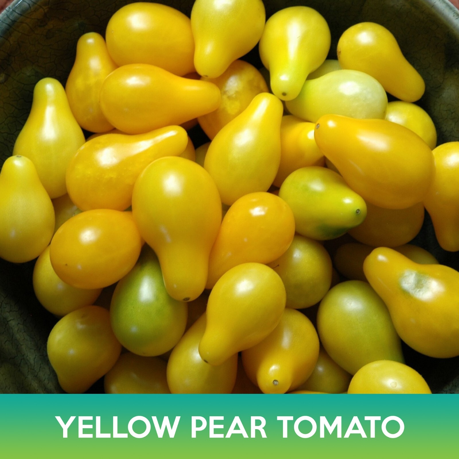 Yellow Pear Tomato Seed