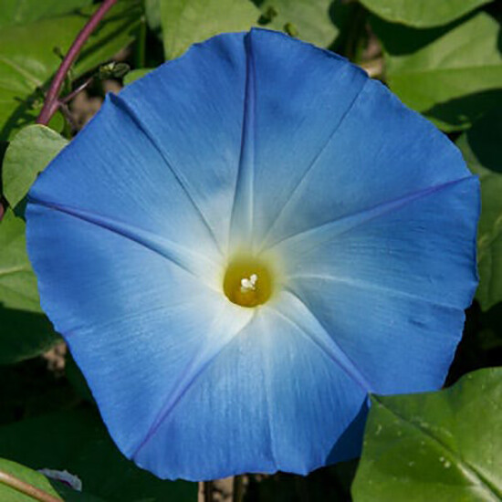 UNTREATED Morning Glory Seeds Heavenly Blue Flower Ipomoea fresh BULK seeds 1oz