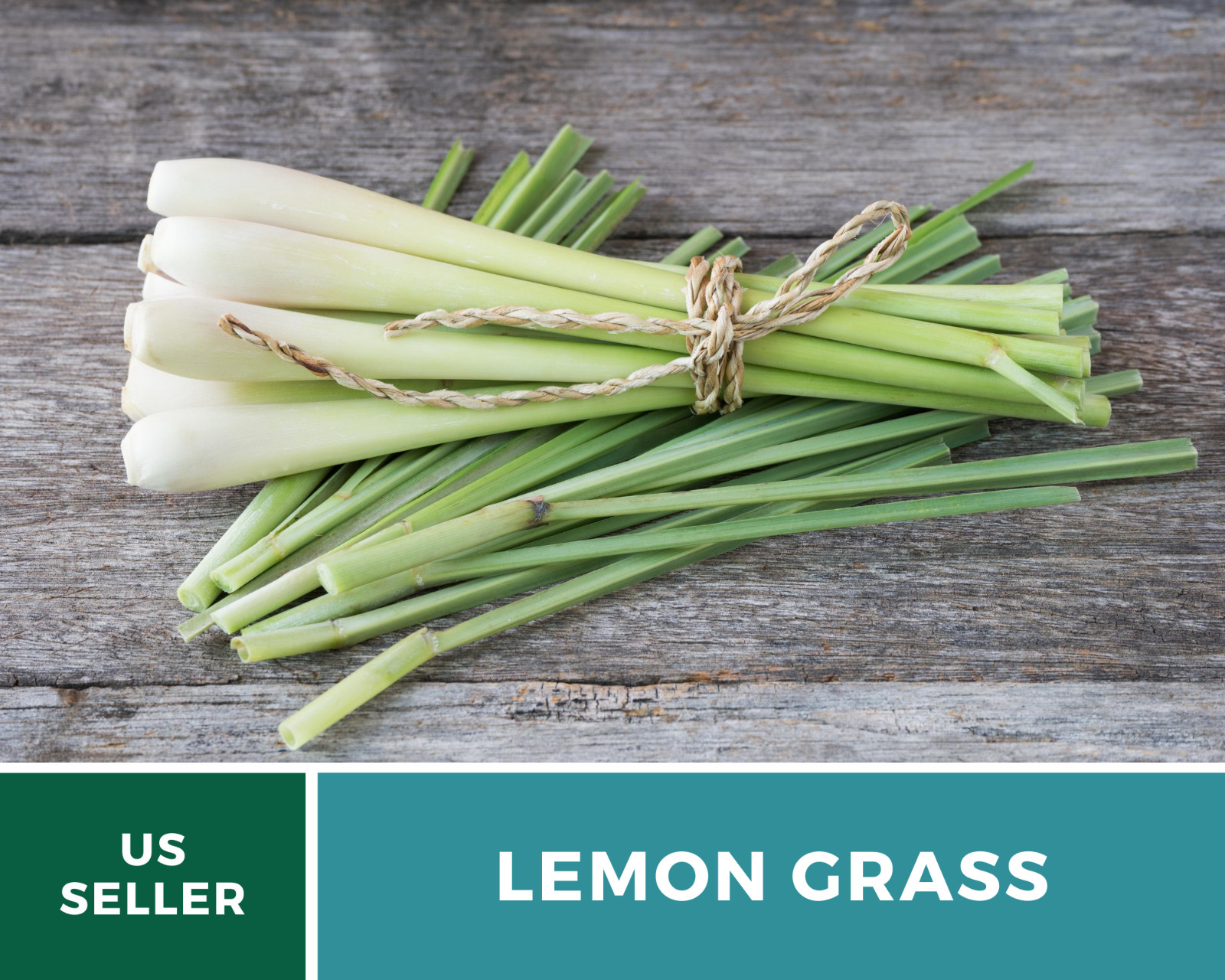Lemon Grass – 100 Seeds – Culinary & Medicinal Herb (Cymbopogon Flexuosus)