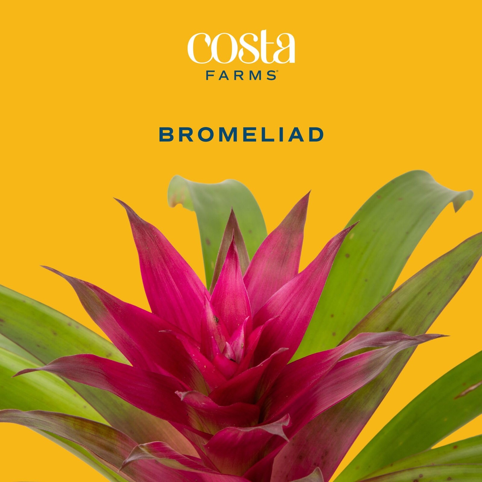 Costa Farms Bromeliad Live Plant | Blooming Flowers, 20Inches Tall | Live Ind…