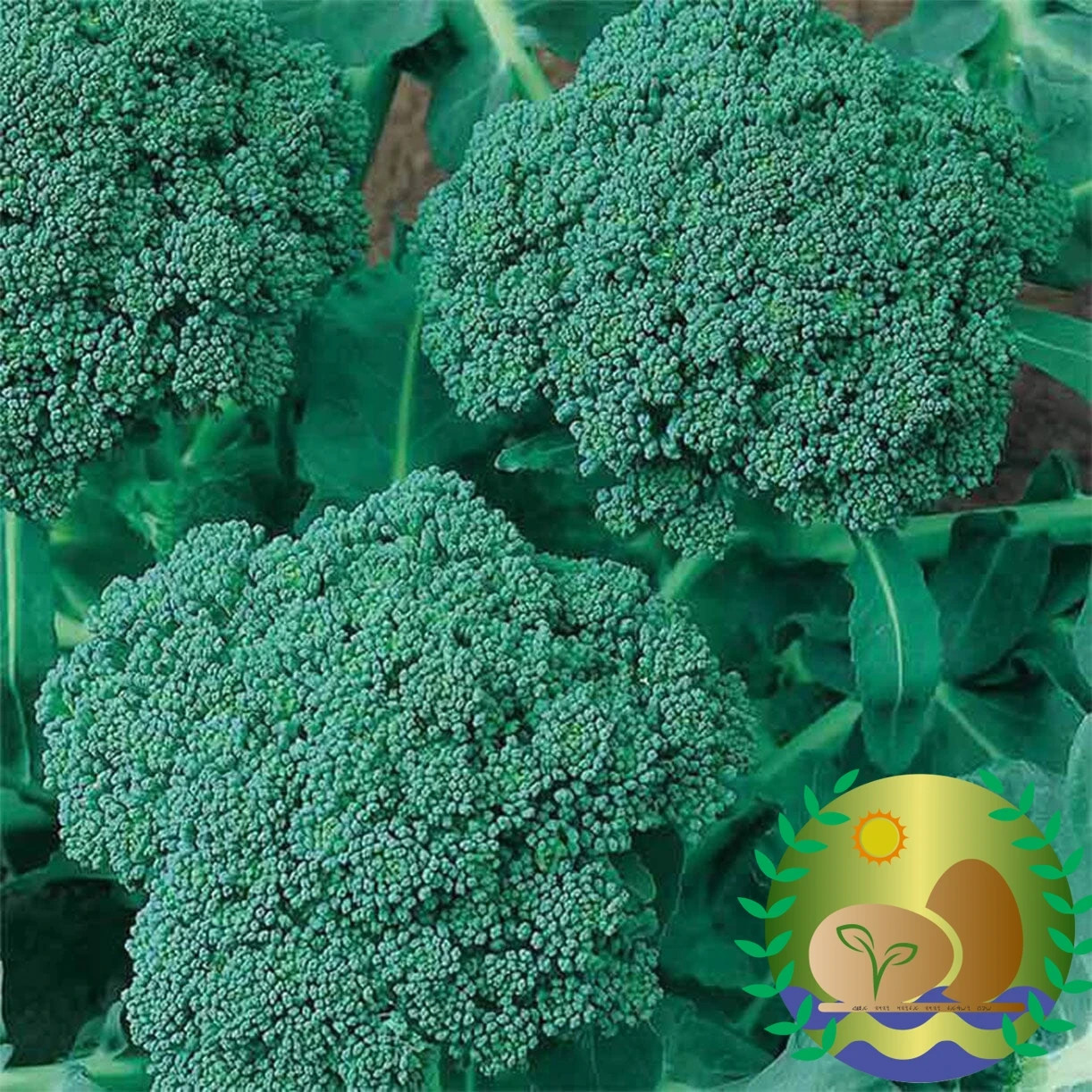 Waltham 29 Broccoli Seeds | NON-GMO | Heirloom | FREE SHIPPING