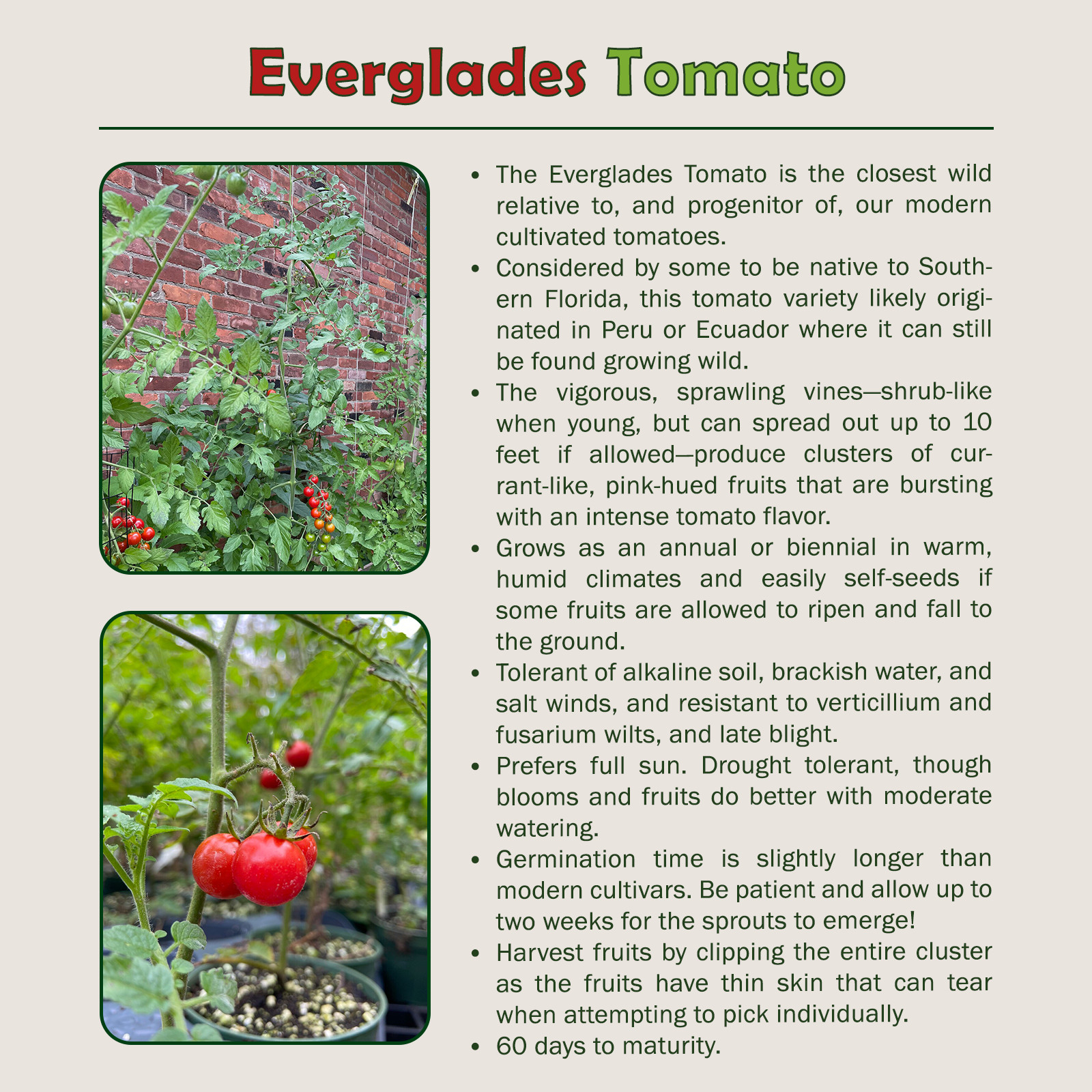 Wild Florida Everglades Tomato Seeds, Heirloom, Organic, Genuine USA