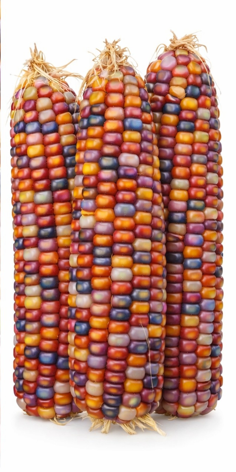 25+ Organic Glass Gem Indian Corn Seeds For Planting Beautiful And Vibrant!