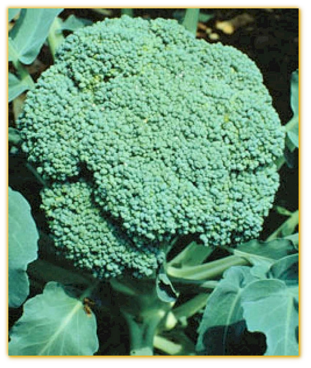 300+ 600+ Broccoli Seeds Waltham 29 Broccoli , Organic NON – GMO , 2025 Season