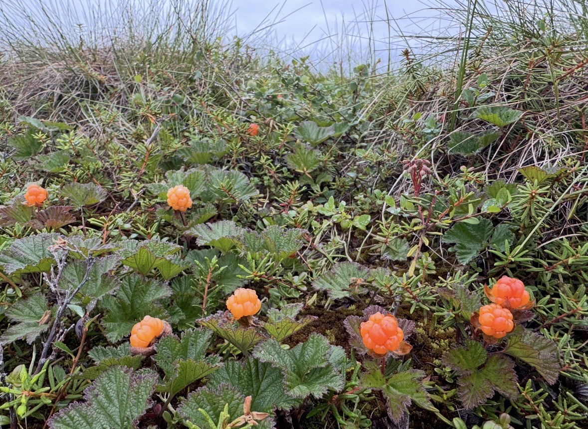 Cloudberry Seeds (10 Total) Rare Arctic Berry Plant (Rubus Chamaemorus)