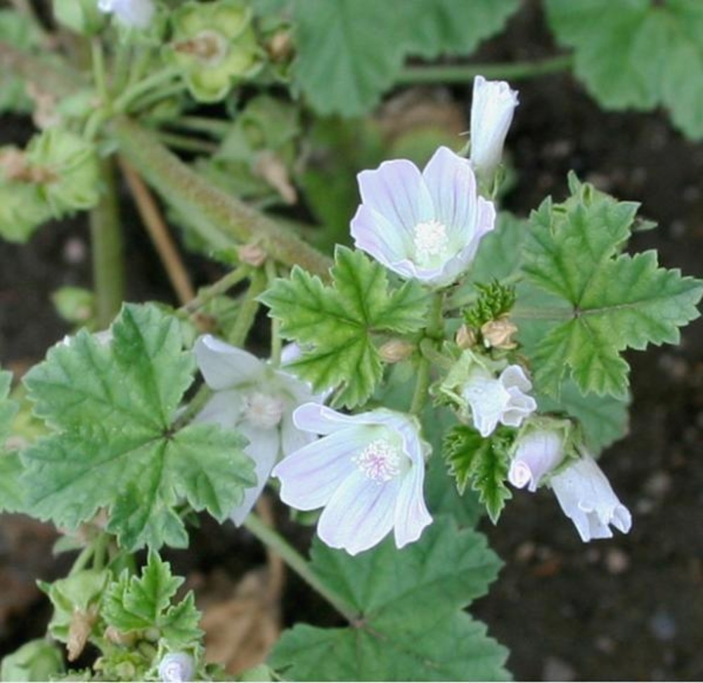 100+ Malva Rotundifolia Seeds – Roundleaf Mallow Wildflower Seeds