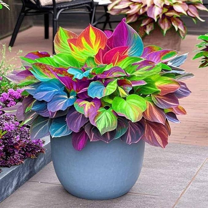 Hosta Seeds, 150 Pieces Perennial Ornamental Leaf Plant for Home Gardens, Out…