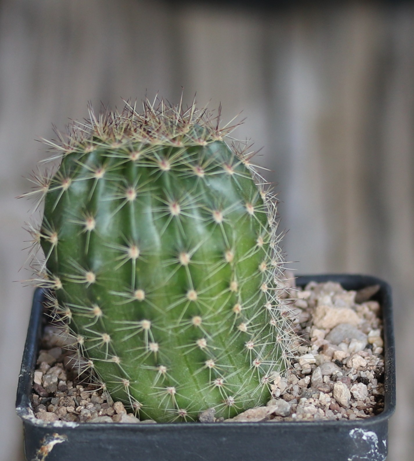 Echinopsis hybrid ‘Pandora’