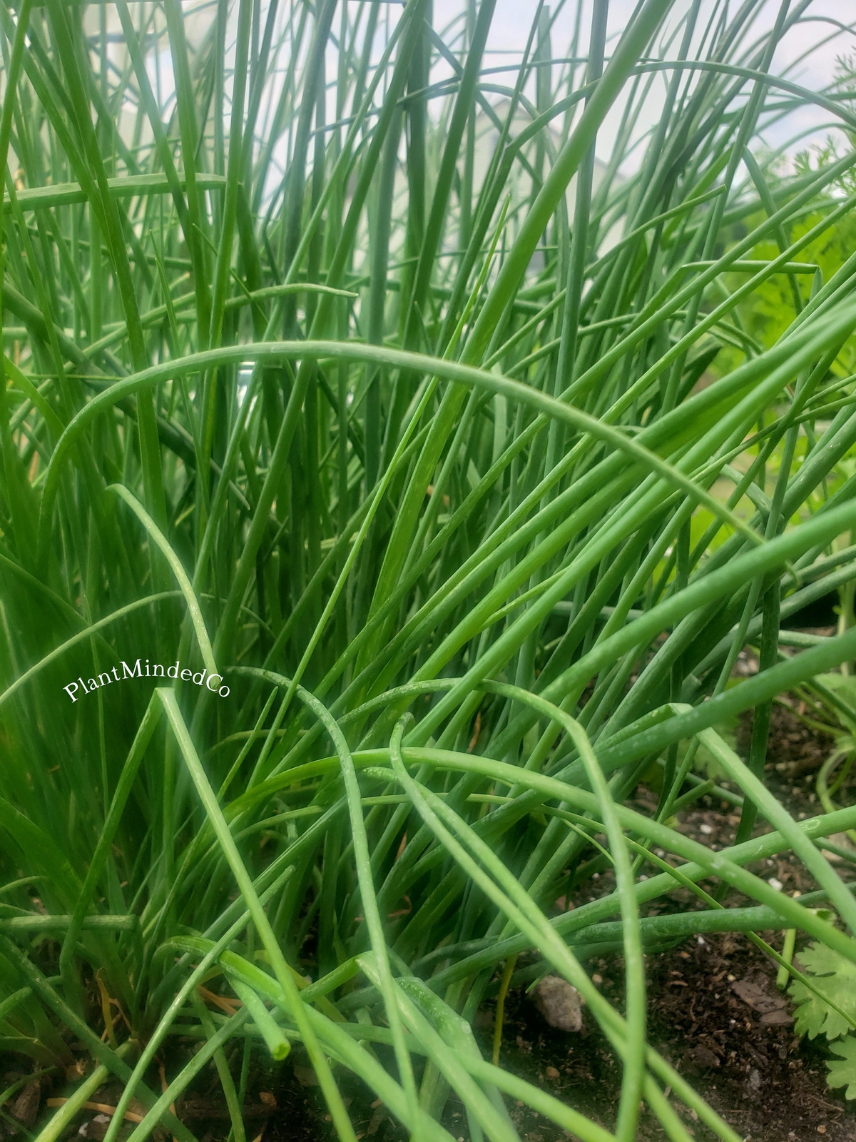 CHIVES | Culinary Herb | Allium schoenoprasum | Pretty & Taste! | 100+ SEEDS