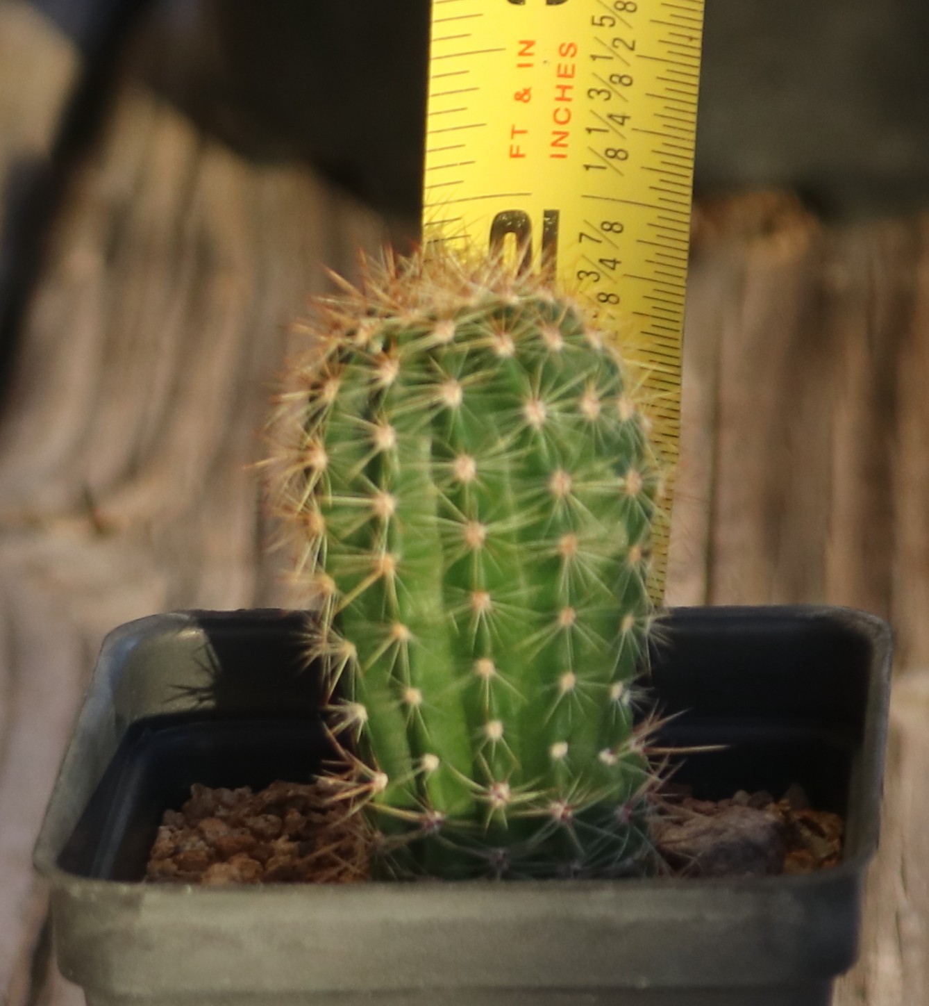 Echinopsis hybrid ‘Barberpole’ x ‘Celeste’