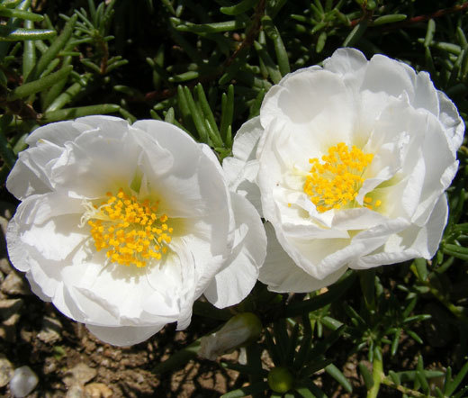 MOSS ROSE WHITE Portulaca Grandiflora – 1,250 Bulk Seeds