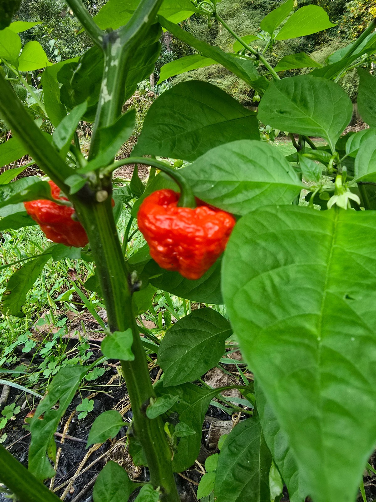 Ghost peper seed mix packet, White ghost, Carolina Reaper, Scotch bonnet scorpio