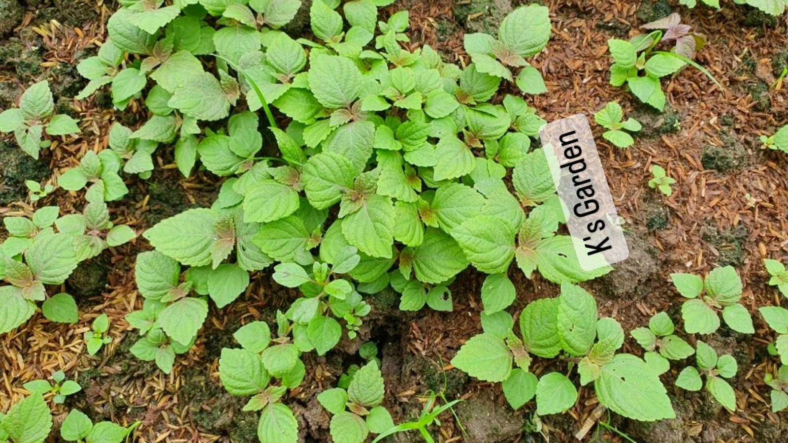 SHISO, PERILLA, ZISU SEEDS, HẠT TÍA TÔ (700+ pcs)