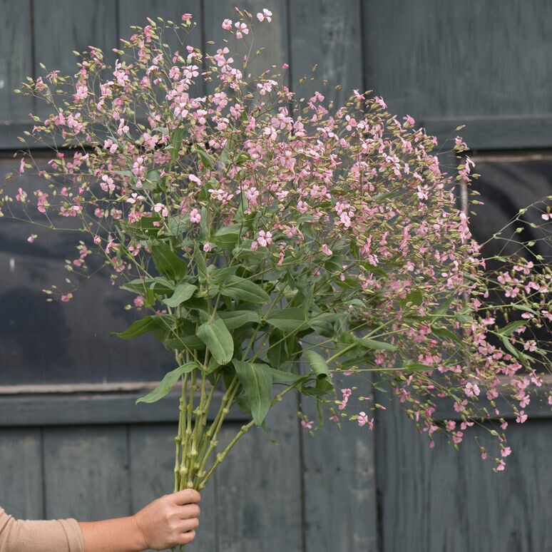 40 Saponaria Beauty Mix seeds