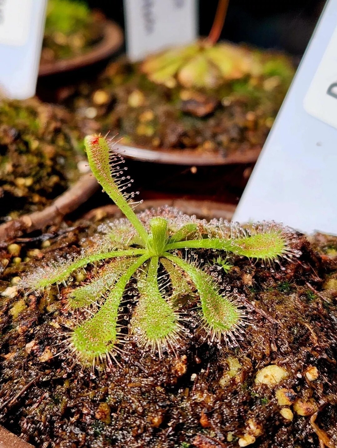 SUNDEW SEEDS- VARIETY 2 PACK-SI (2 Packs 50+ Seeds Each) 100+ Total Seeds