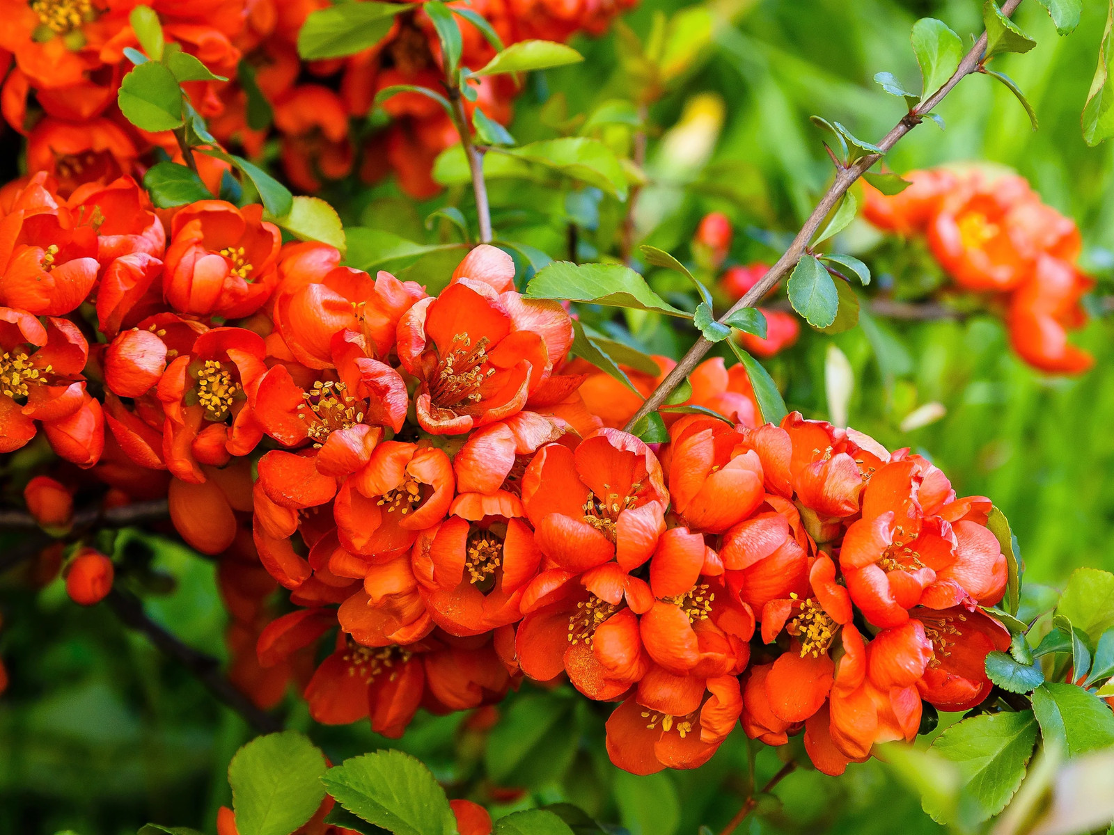 30 FLOWERING QUINCE Fruit Shrub Seeds Pink Red White Orange Chaenomeles Speciosa