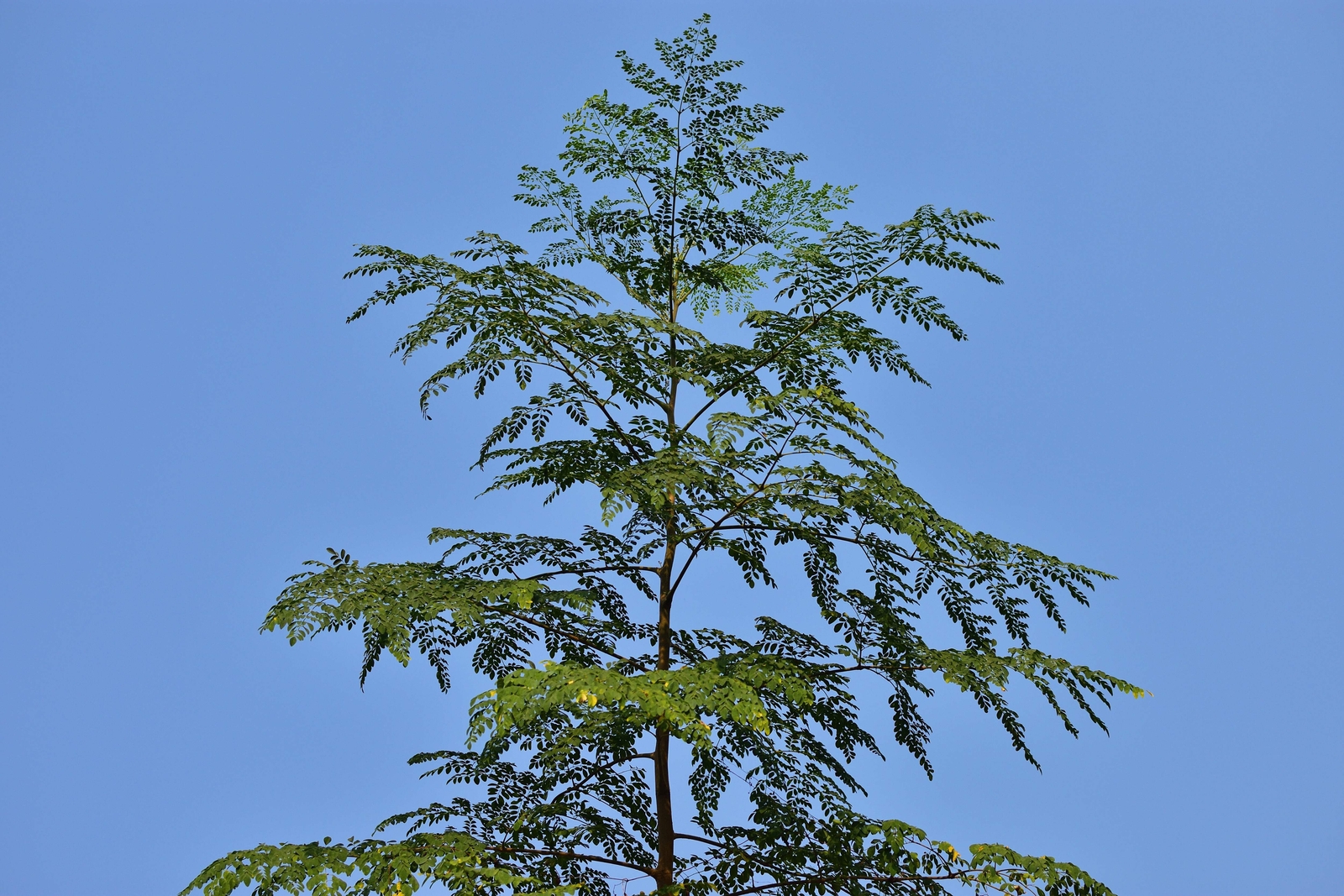 10 Flowering DRUMSTICK TREE Moringa Oleifera Seeds (Miracle Tree / Ben Oil Tree)