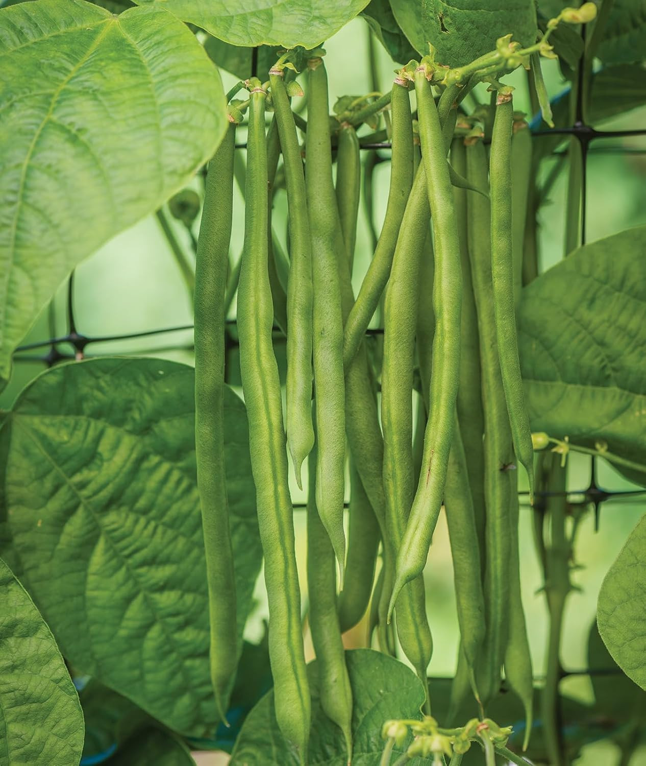 Kentucky Blue Pole Bean Seeds 8 Ounces of Seed