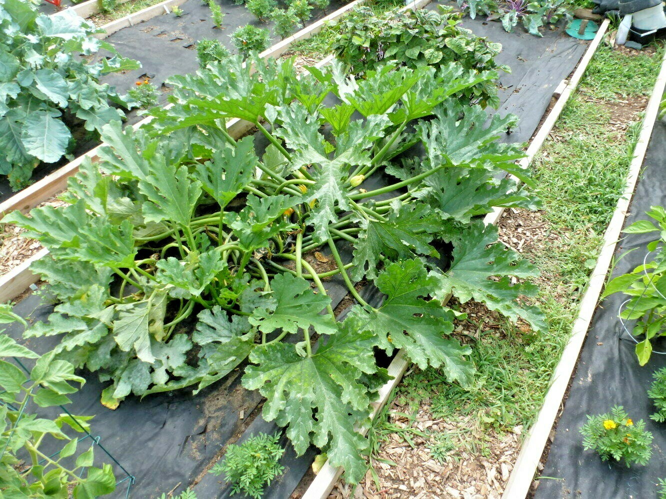 31+ Zucchini SUMMER SQUASH Seeds Black Beauty Organic Heirloom Garden Container