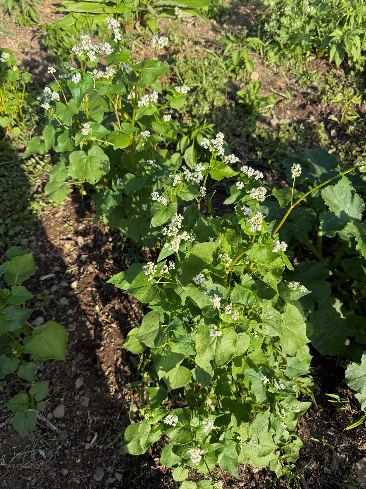 Buckwheat Seeds for Planting: Fast Growing Organic Bulk Cover Crop Seed Packet