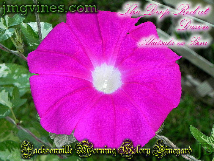 The Deep Red at Dawn / Akatsuki no Beni Japanese Morning Glory 6 Seeds
