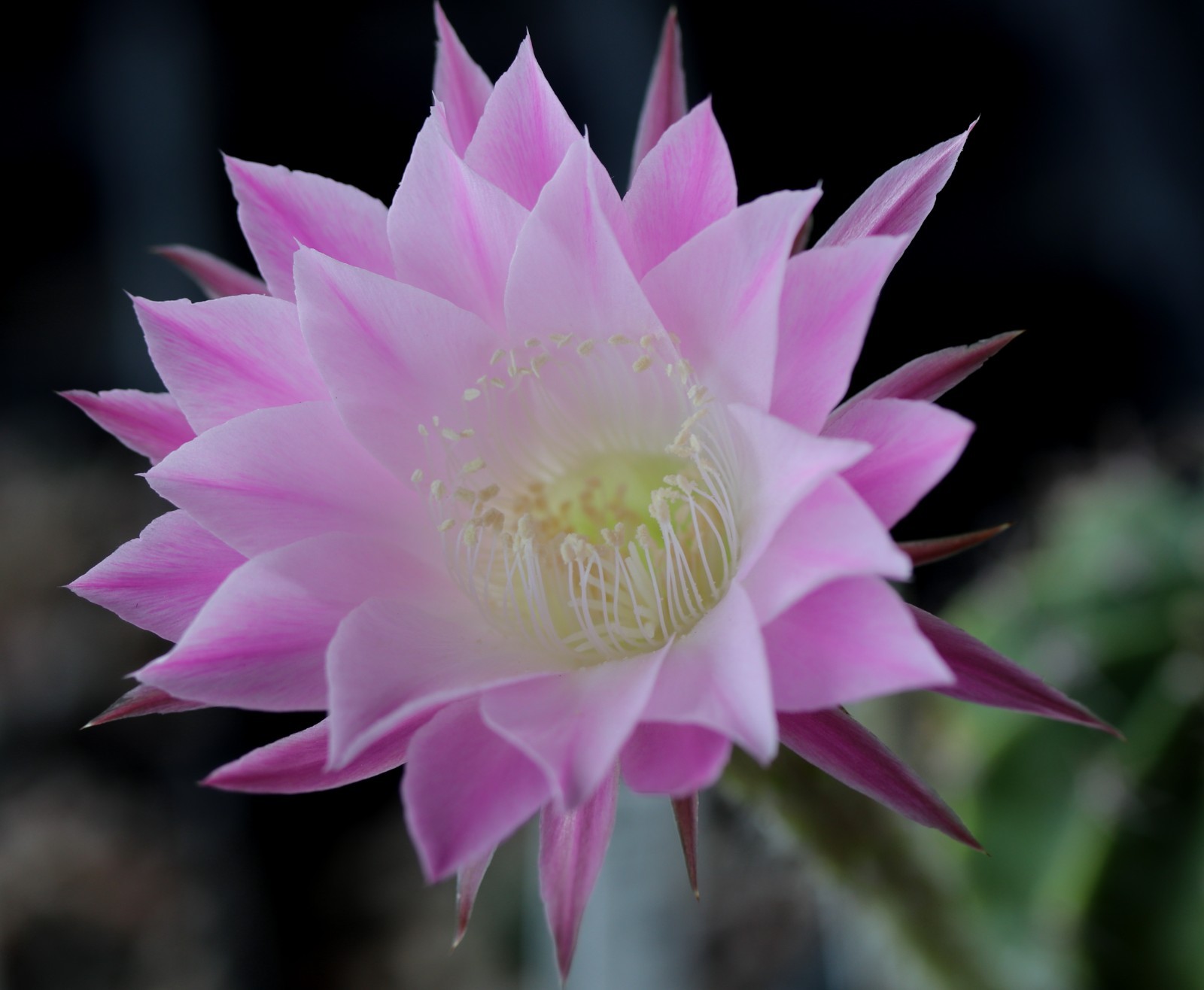 Echinopsis hybrid ‘Tropical Sunset’
