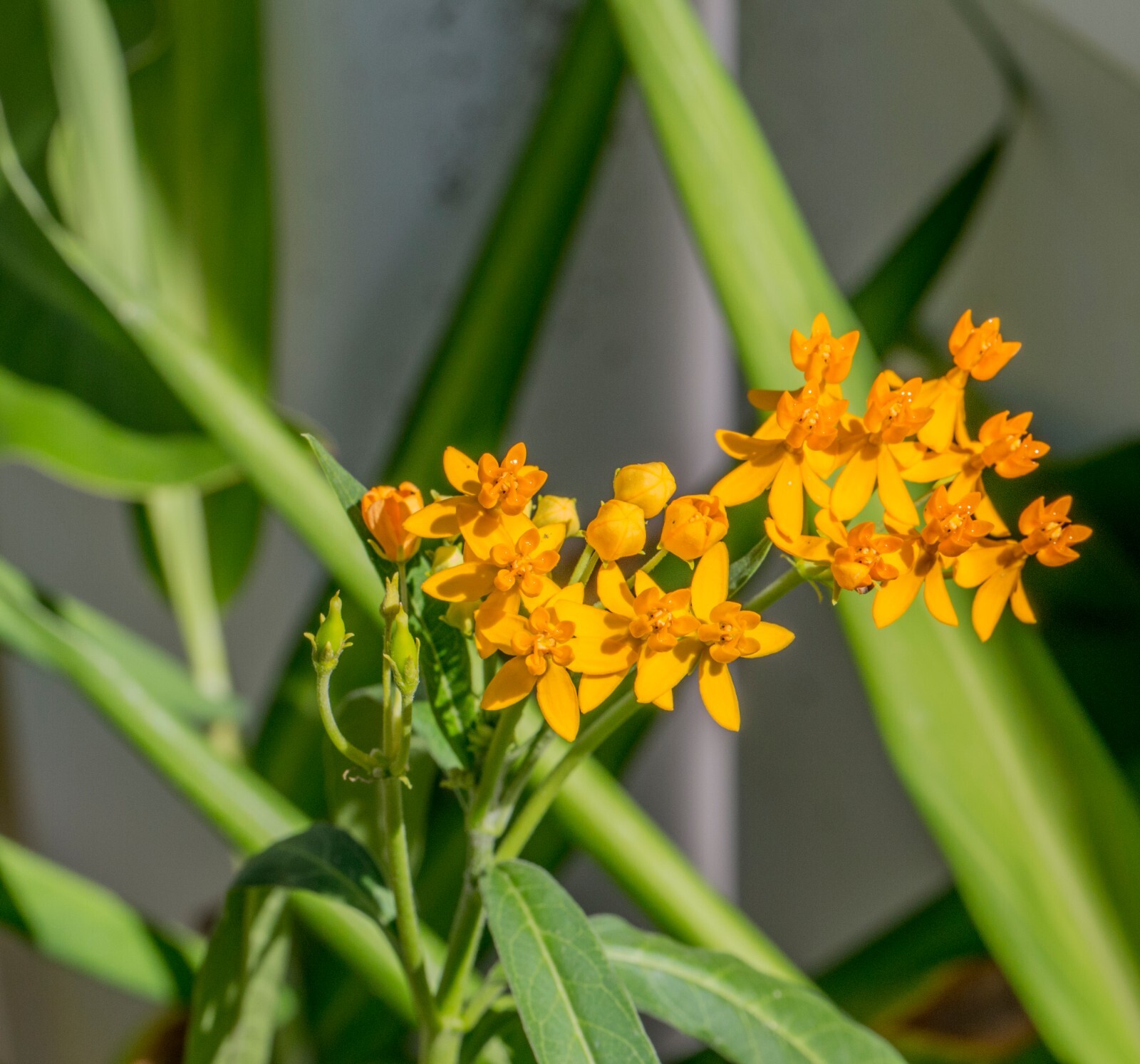 50 Seeds Yellow Asclepias tuberosa Milkweed live plants Monarch Butterflies