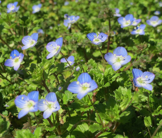 SPEEDWELL CREEPING BLUE Veronica Repens – 100 Seeds