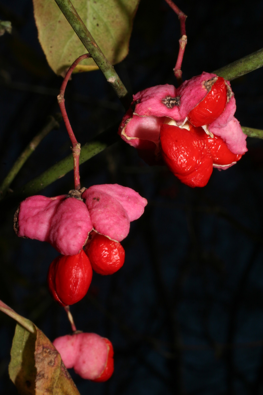 Wahoo Burning Bush, Euonymus atropurpurea Seeds (Showy, Fall Color, Hardy)