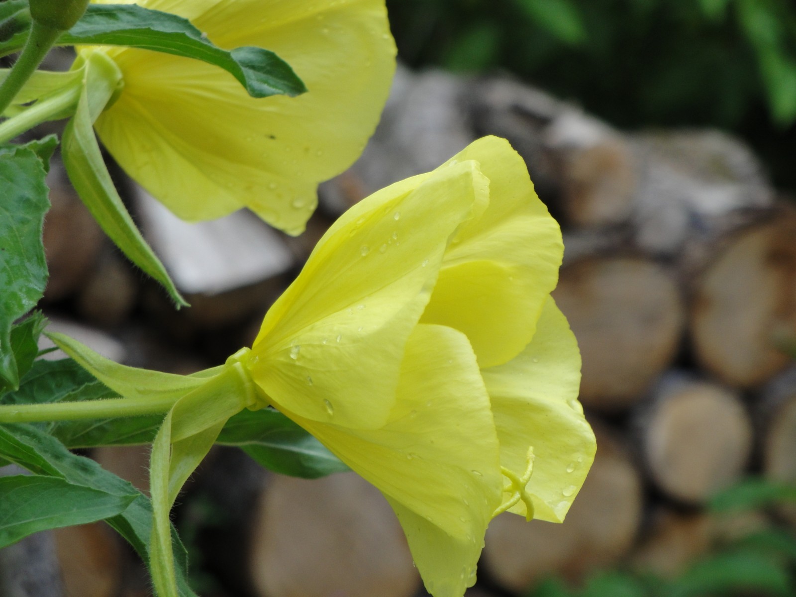 Oenothera biennis primros Native Wildflower 100seeds from 2025 Birds Bees Edible