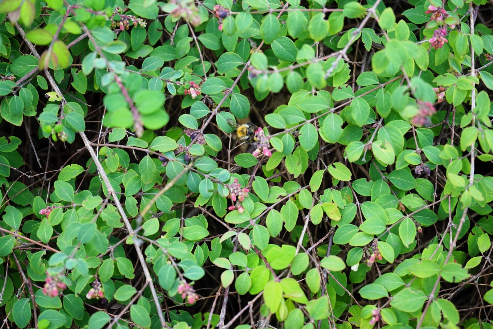 10 Dwarf CREEPING SNOWBERRY Shrub White Pink Flower Symphoricarpos Mollis Seeds