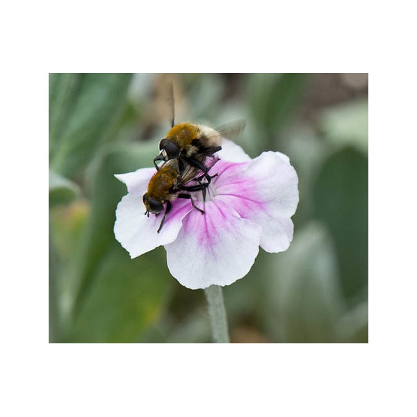 Lychnis Coronaria Oculata – Angel’s Blush seed