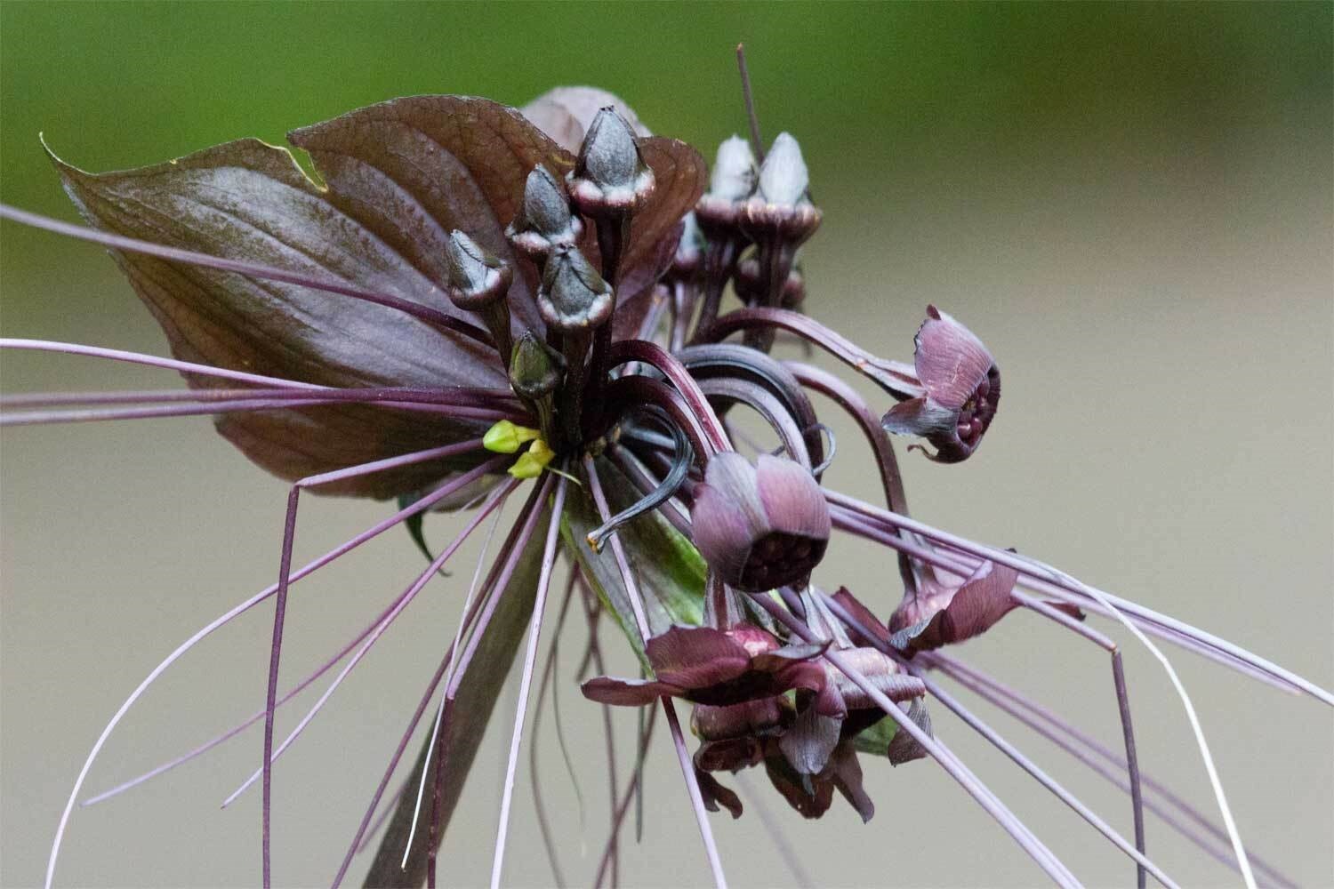 Tacca chantrieri | Bat Flower | Cats Whiskers | Devil Flower | 20_Seeds