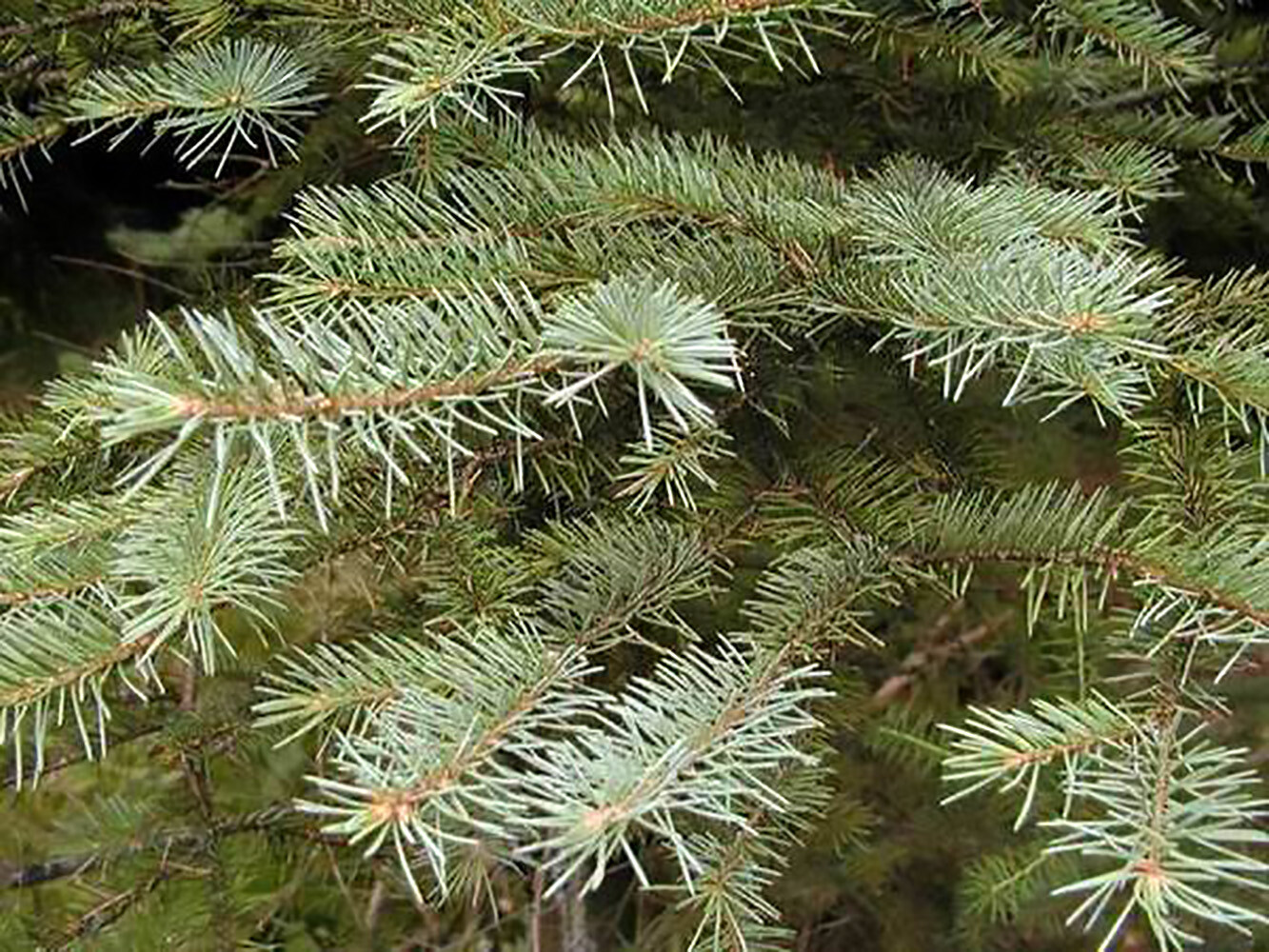 Blue Douglas Fir, Pseudotsuga menziesii glauca, Tree Seeds