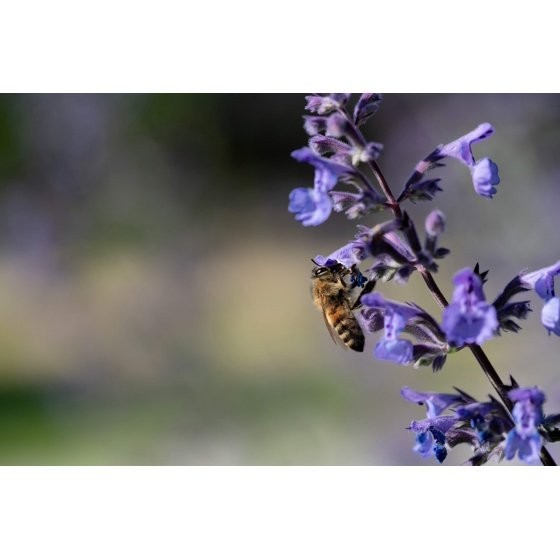 50 PERSIAN CATMINT Mussins Nepeta Racemosa Flower Seeds
