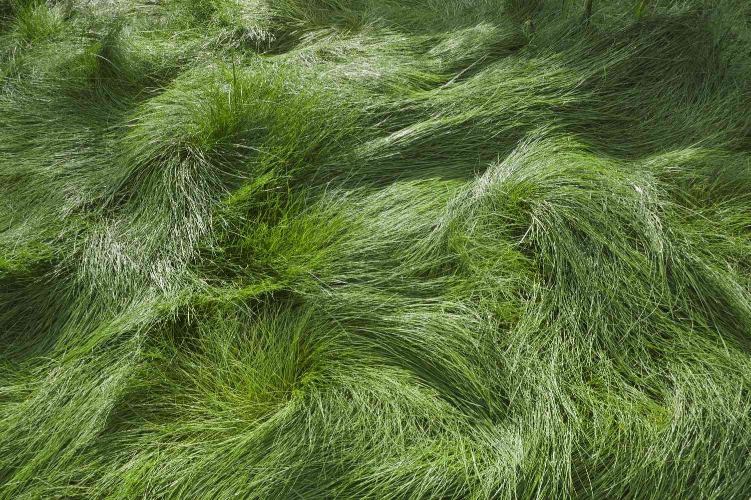 NO MOW LAWN GRASS SEED Dwarf Fine Fescue Mix No Maintenance Alternative Lawn 1LB