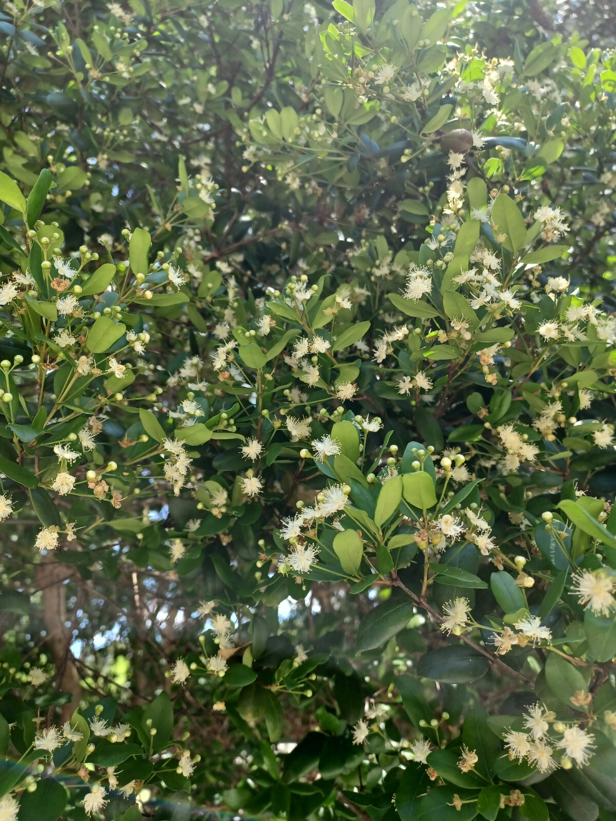 10 Simpson’s Stopper Seeds, Myrcianthes fragrans (Gathered 2024, Edible)
