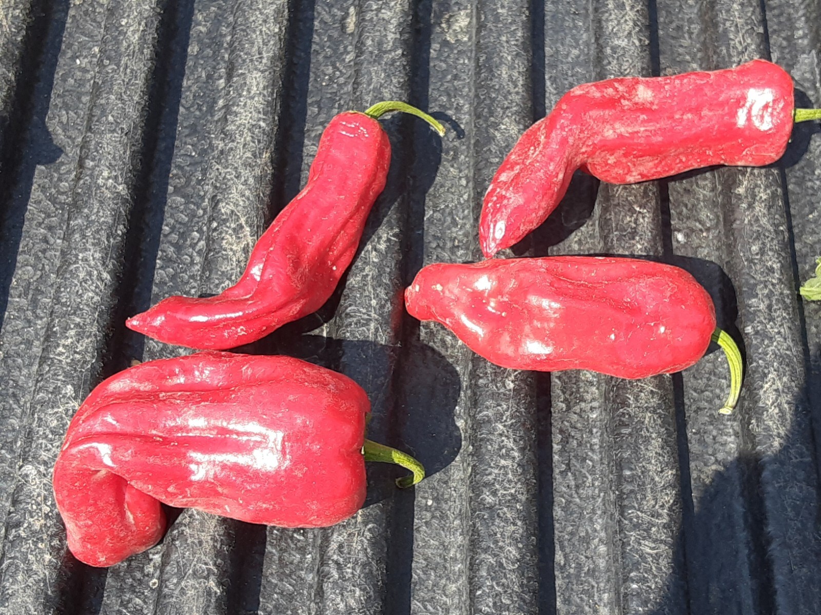 “Motown Magic” Hot Chili Pepper Seeds x30 MIX – Michigan Grown! Organic, Non-GMO