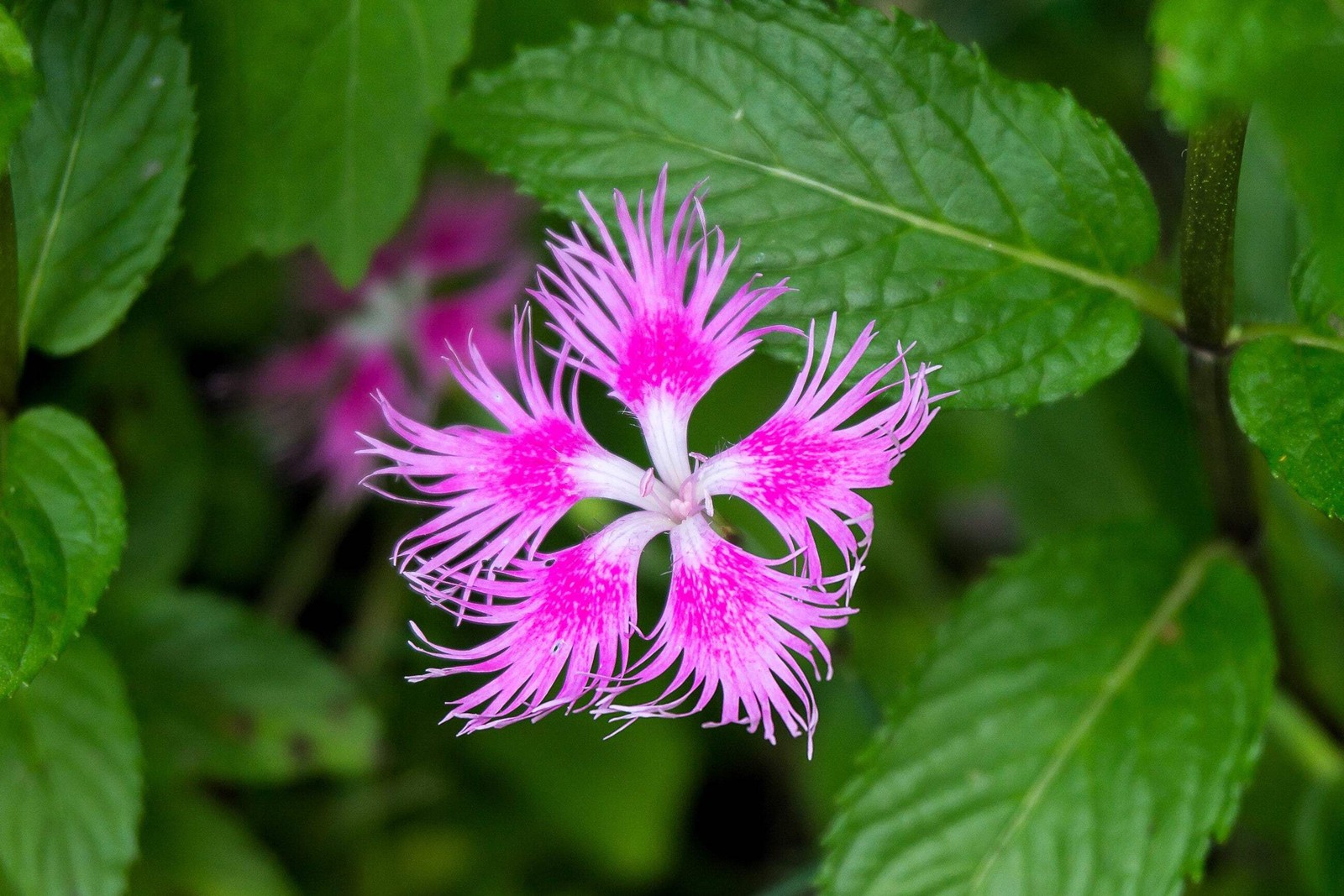 1000 FRINGED PINKS DIANTHUS Superbus Flower Seeds