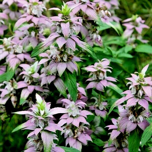 301+SPOTTED BEE BALM Flower Seeds Native Wildflower Herbal Tea Medicinal Plant