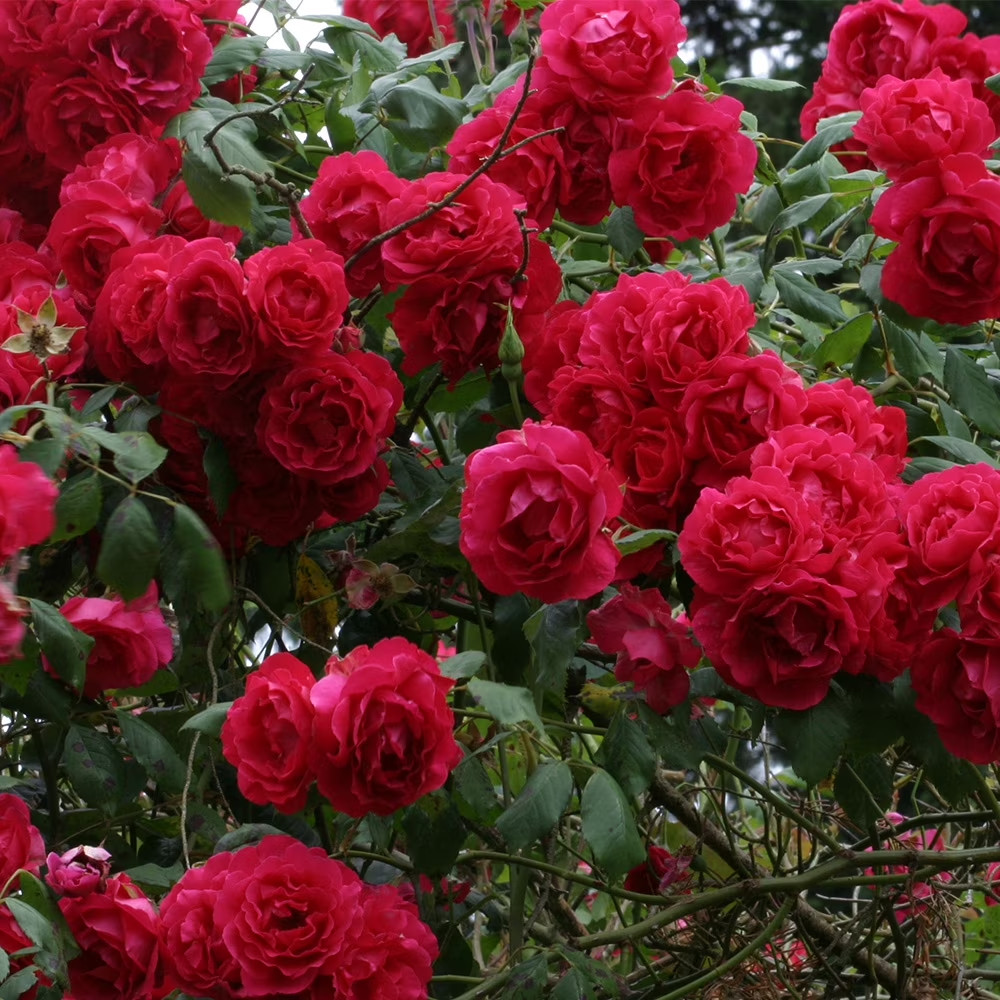 100 Red Rose Seeds Mixed Colors Rare Climbing Rose Flower Exotic Garden Plant