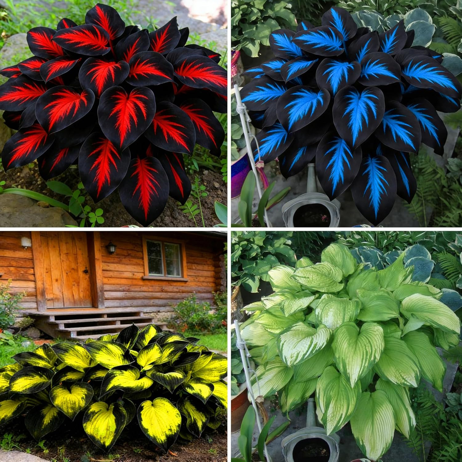 Hosta Seeds for Planting, 290+Pcs Rare Perennial Hosta Flower Seeds, Non-Gmo Hei