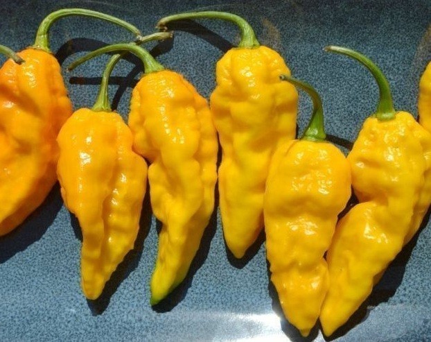 Combo Pack 25 Red Ghost pepper SEEDS Bhut Jolokia 15 YELLOW & 15 CHOCOLATE Seeds